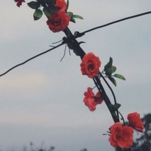 Meet your Posher, Zora soon